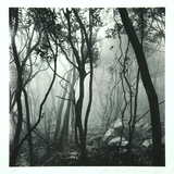 14.  Mist Shrouded Forest, Gageo-do, Shinan, ...