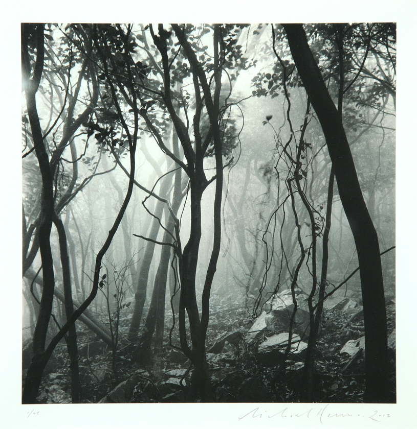 14.  Mist Shrouded Forest, Gageo-do, Shinan, South Korea, 2012 1