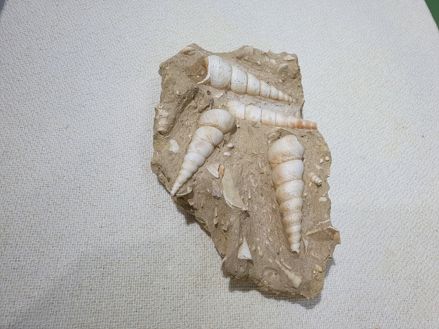 625-630. 소라화석 (대표사진) 1
