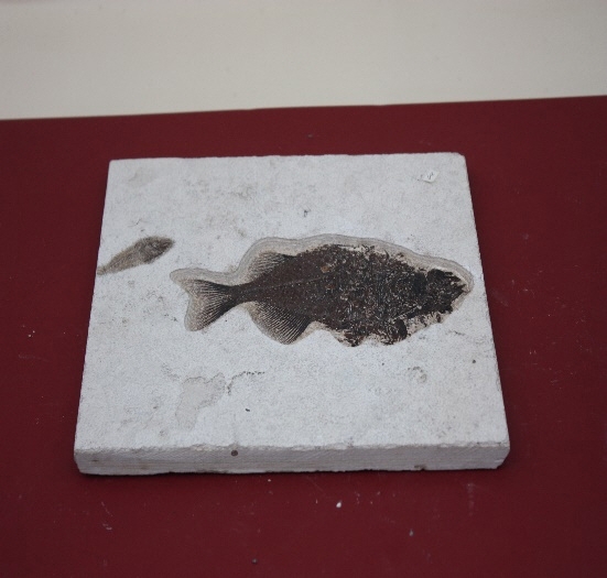920-930. 어류화석 (대표사진) 1