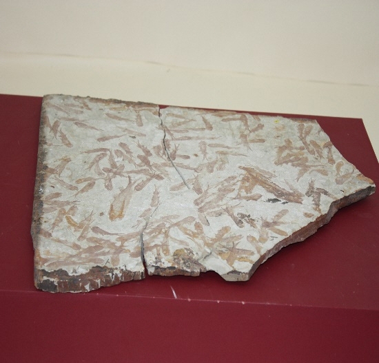 971-980. 어류화석 (대표사진) 1