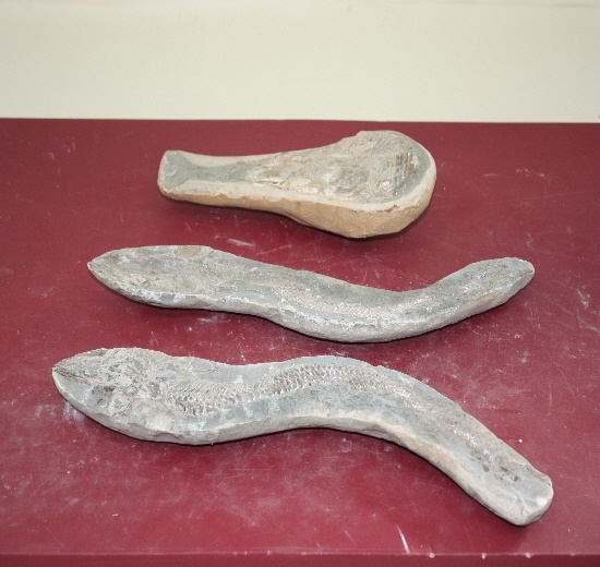 1250-1255. 어류화석 (대표사진) 1
