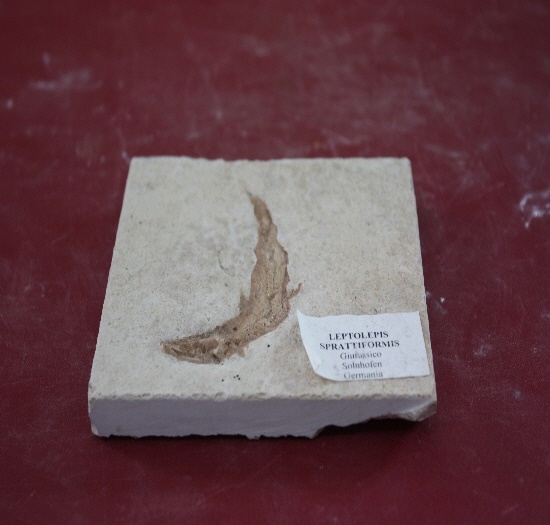 1301-1305. 어류화석 (대표사진) 1