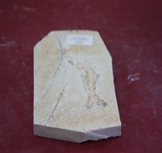 1316-1320. 어류화석 (대표사진) 1