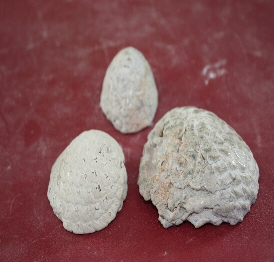 1326-1330. 솔방울화석 (대표사진) 1