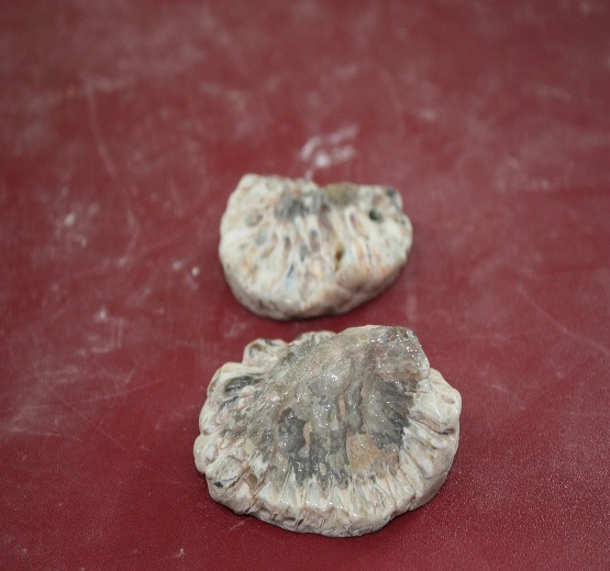 1351-1353. 솔방울화석 (대표사진) 1