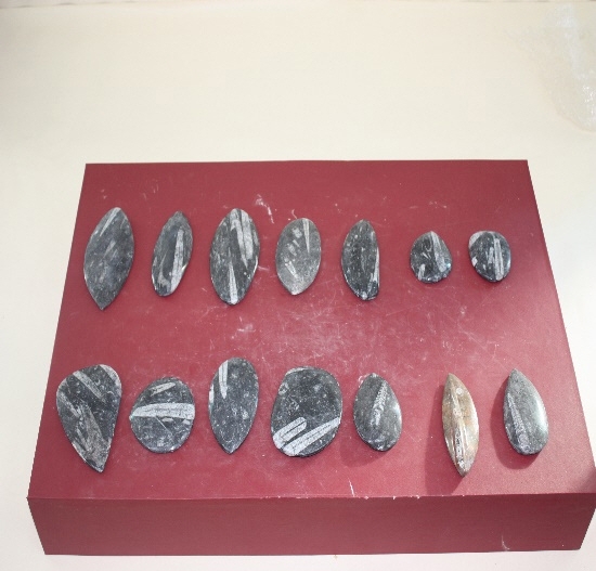 1396-1400. 직선오징어화석 (대표사진) 1