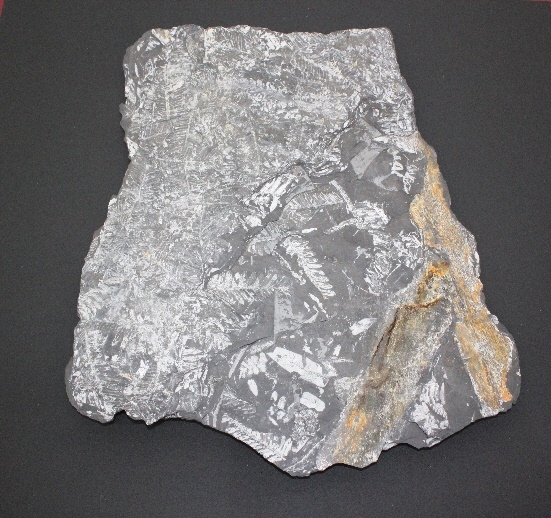 1411-1415. 식물화석 (대표사진) 1