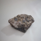 1662-1670. 바지락화석 (대표사진)
