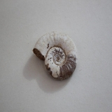1691-1700. 조개화석 (대표사진)