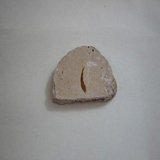 1711-1716. 멸치화석 (대표사진)
