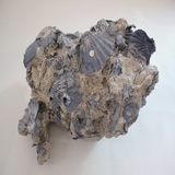1729-1740. 가리비화석 (대표사진)