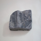 1741-1750. 고사리화석 (대표사진)