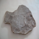 1751-1758. 덕자화석 (대표사진)