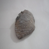 1801-1805. 조개화석 (대표사진)