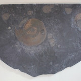 1822-1823. 갯벌암모나이트 (대표사진)