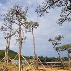 베어질 나무, ‘신안군’에서 기증수목으로 살아나다!..'지역 관광자원화 경관조성으...