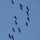 국제보호종 흑두루미, 1004섬 신안으로 백여마리 날아들어..'번식지로 북상 중 ...