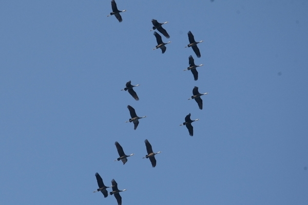 국제보호종 흑두루미, 1004섬 신안으로 백여마리 날아들어..