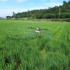 신안군, 벼 병해충 적기방제 총력 고품질 쌀 생산