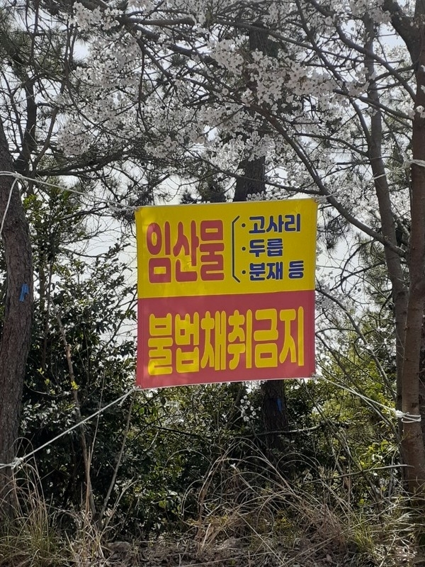 “신안군” 봄철 임산물 불법채취 및 불법 산림훼손 집중단속1