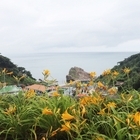 1004섬 신안『섬 원추리 축제』를 개최한다..'홍도 원추리” 식물명 별도존재 고...