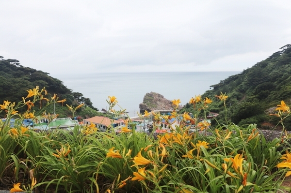 1004섬 신안『섬 원추리 축제』를 개최한다..
