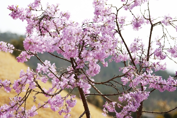 압해 분재공원 산앵두나무꽃 4