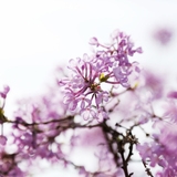 압해 분재공원 산앵두나무꽃