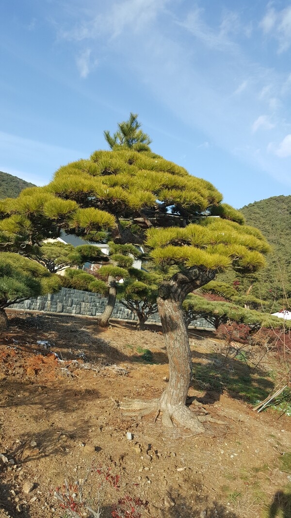 베어질 나무, ‘신안군’에서 기증수목으로 살아나다!..