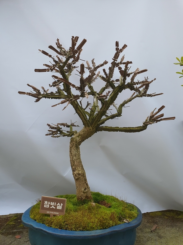 참빗살나무 구-49