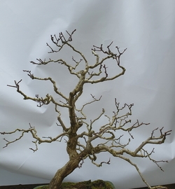 사용자 이미지 구-144 산사나무.jpg
