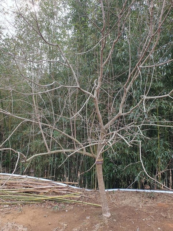 참빗살나무