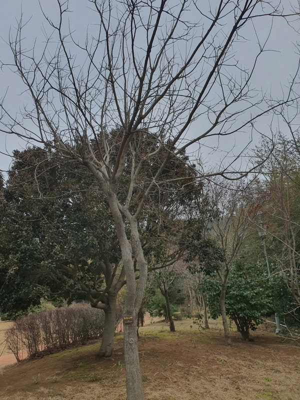 회화나무