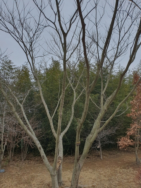 자귀나무
