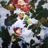 306.Snow Camellia