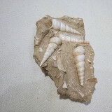 625-630. 소라화석 (대표사진)