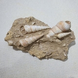 637-640. 소라화석 (대표사진)