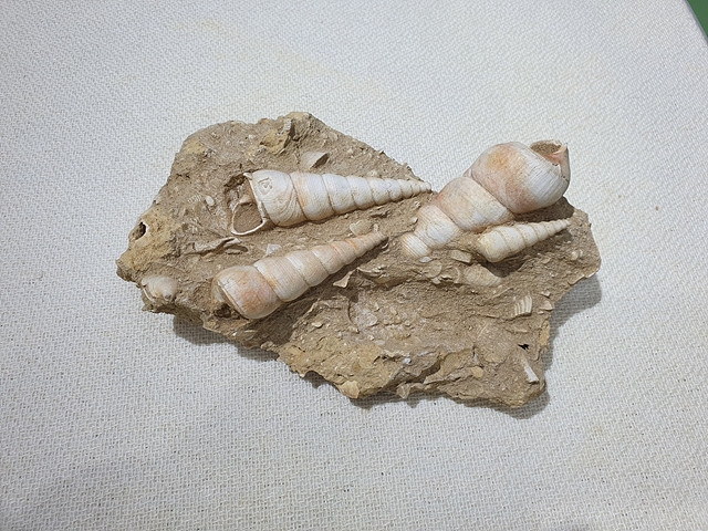 637-640. 소라화석 (대표사진) 1