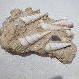 641-648. 소라화석 (대표사진)