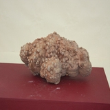 689-695. 조개화석 (대표사진)