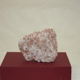 728-730. 복족류 화석 (대표사진)