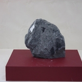 731-735. 양치류 화석 (대표사진)