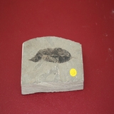787-790. 식물화석 (대표사진)