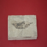 791-796. 식물화석 (대표사진)