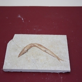 797. 어류화석 (대표사진)