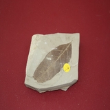 798-800. 식물화석 (대표사진)