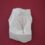 801-805. 식물화석 (대표사진)