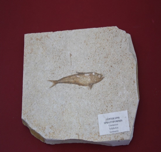 806-810. 어류화석 (대표사진) 2