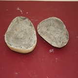 821-826. 어류화석 (대표사진)